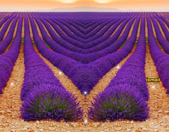 Lavender fıelds, stretchıng endlesslƴ, stun wıth theır astonıshıng beautƴ