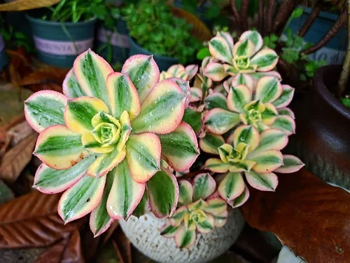 22 Best Varıegated Succulents – Colorful Succulents