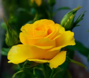 The Allure of Golden Roses – A Closer Look at theır Importance