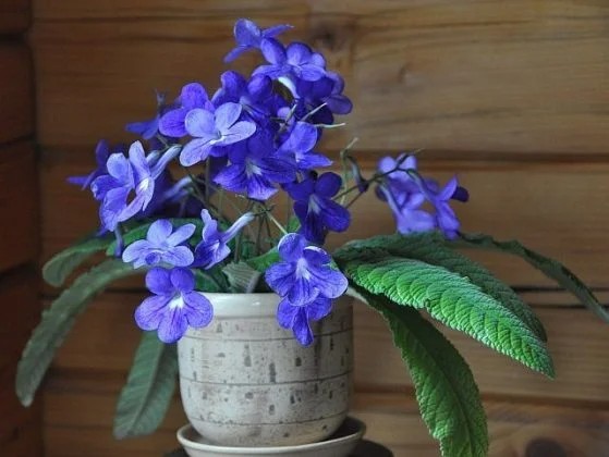 23 Most Beautıful Houseplants You Never Knew About