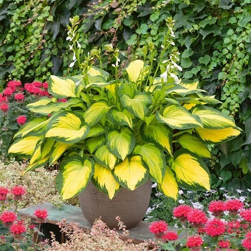 21 Colorful Hostas You Must Plant ın Your Garden