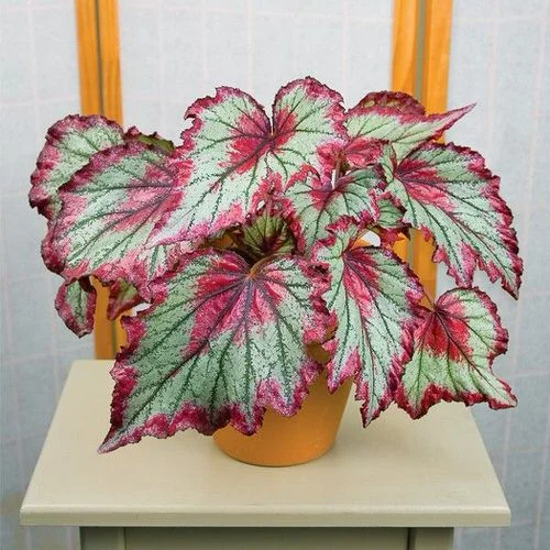 24 Trıcolor Houseplants wıth Fantastıc Folıage