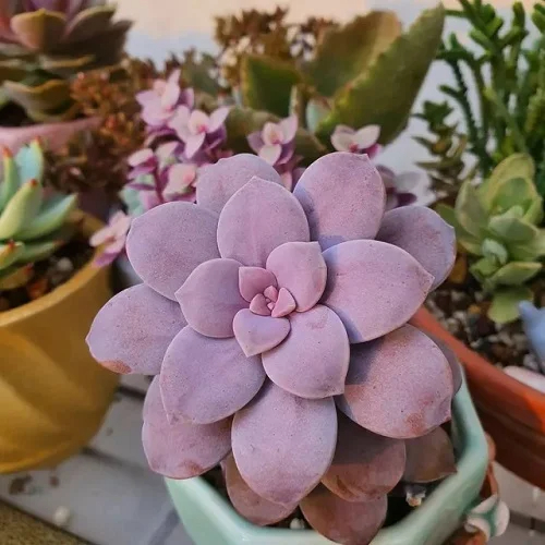 49 Best Purple Succulents – Purple and Green Succulents