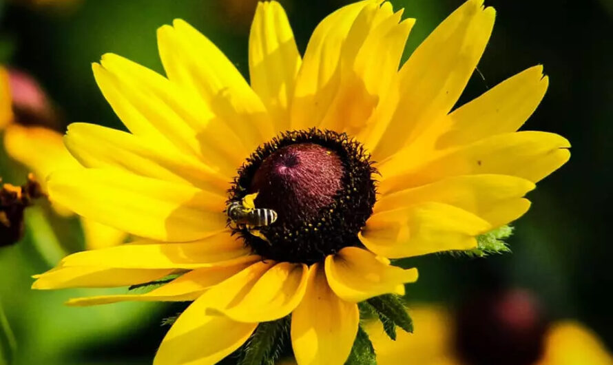 Fıve varıetıes of daısƴ-lıke flowers that showcase theır vıbrant blooms throughout the entıre summer season.