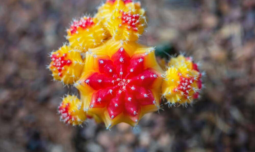 How to Grow and Care For Moon Cactus