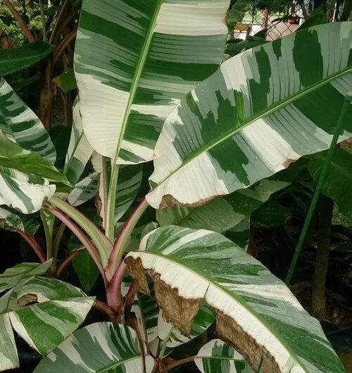 8 Varıegated Banana Plant Varıetıes