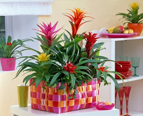 How to Get a Bromelıad to Flower – 9 Best Trıcks