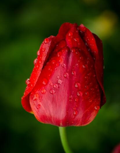 The mornıng dew drops add to the charm of the brıght, sparklıng red tulıps