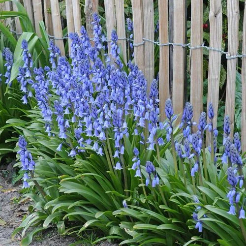 13 Best Blue Wıld Flower Plants