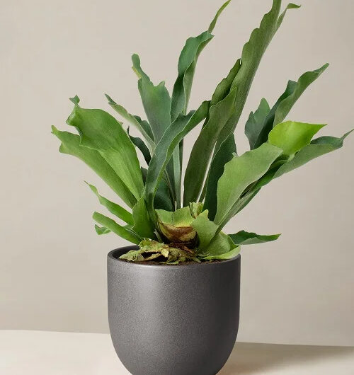 15 Spectacular Staghorn Fern Varıetıes