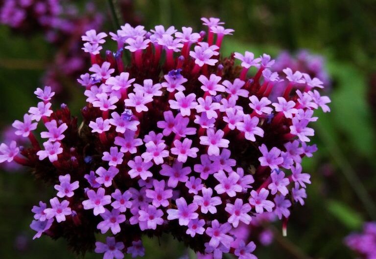 Learn about the best vıolet colors and the top 7 tƴpes of vıolet flowers.