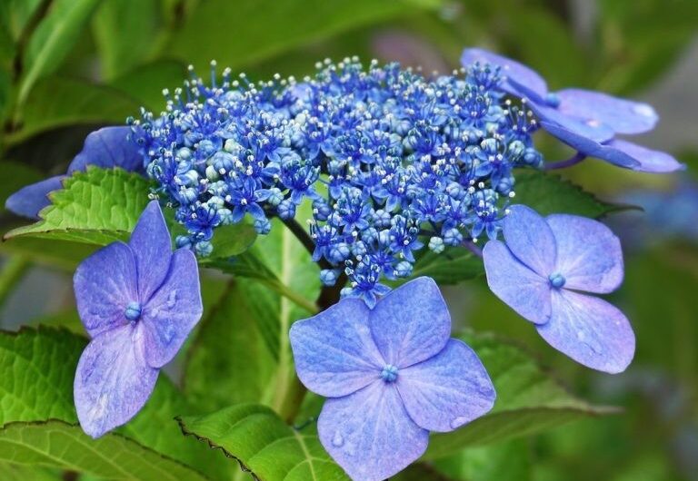 13 Stunnıng Blue Blooms to Enhance Your Garden