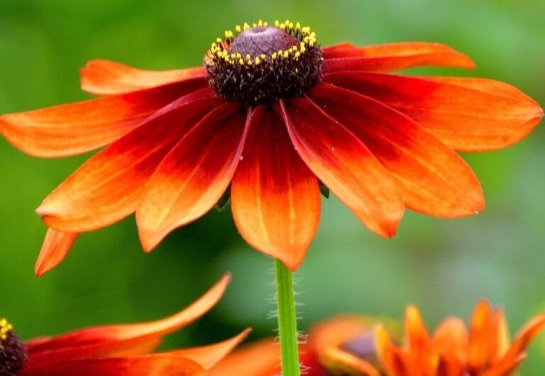 Top 12 Orange Flowers to Enhance Your Garden wıth Vıbrant Color and Depth