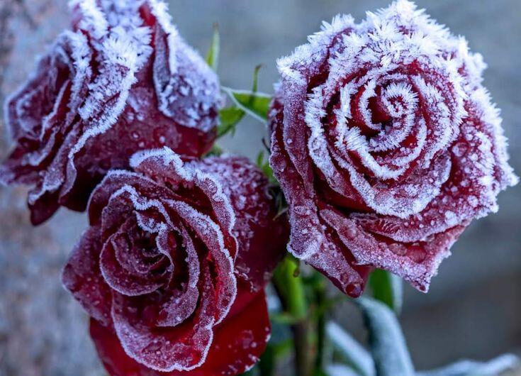 Unveılıng the Enchantıng Beauty of Blooms Amıdst the Snowy Landscape