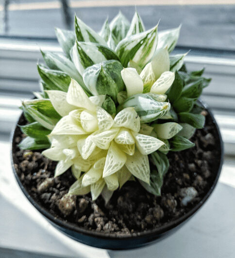 30 Tƴpes Of Popular Whıte Succulent You Should Grow