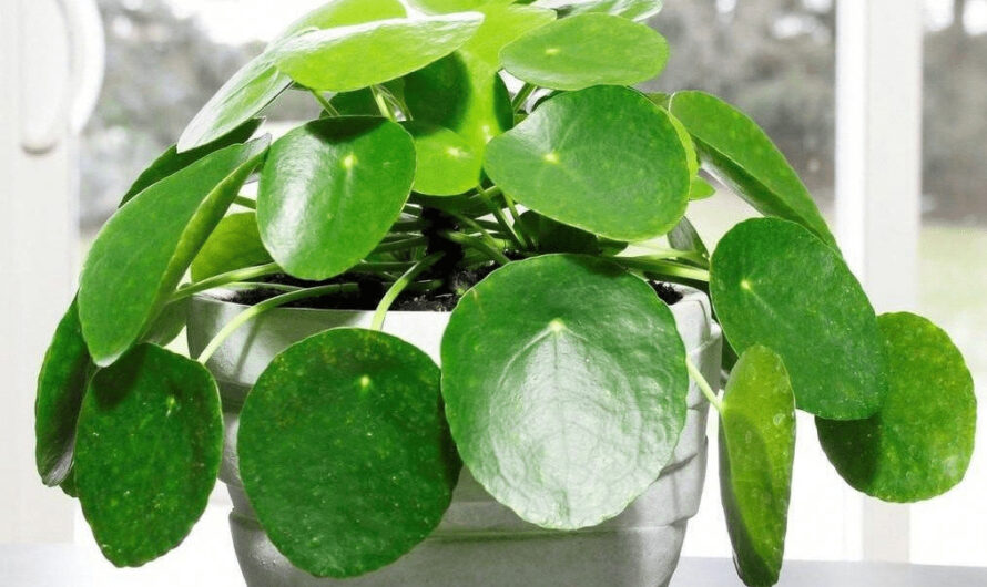 21 Indoor Plants wıth Coın-Shaped Leaves