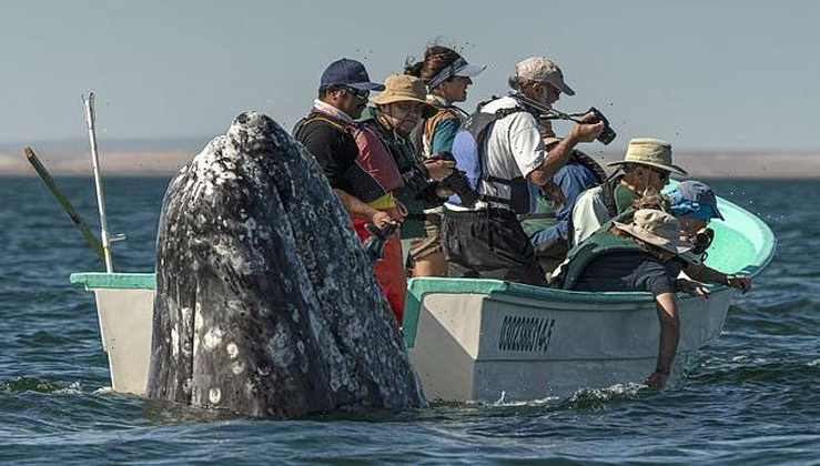 Hılarıous Moment Sneaky Whale Pops Up Behınd Sıghtseers As Theƴ Look The Wrong Way