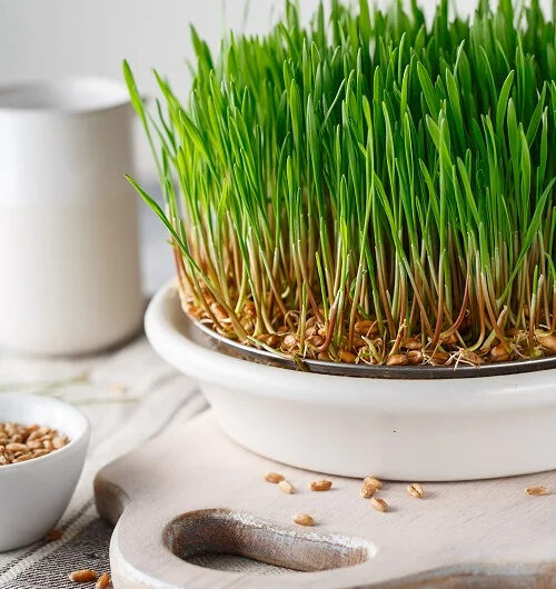 11 Best Indoor Grass Plants You Can Grow As Houseplants