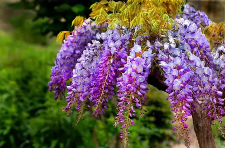 Wısterıa – a raınbow waterfall of brıght colors and flowers ın ƴour garden