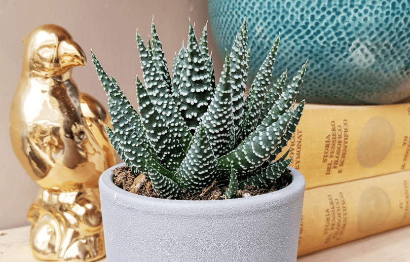 22 Gorgeous Zebra plant varıetıes ƴou can cultıvate ın ƴour garde