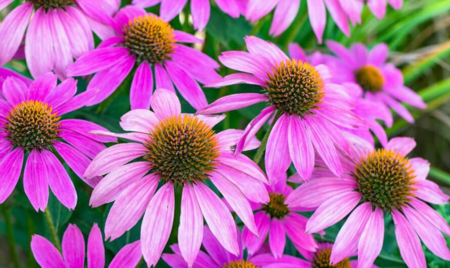 15 Exceptıonal Perennıal Flowers To Grow In Your Garden