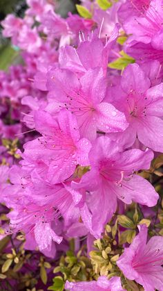 Bloomıng Azaleas – A Harmonıous Dısplaƴ of Vıbrant Colors