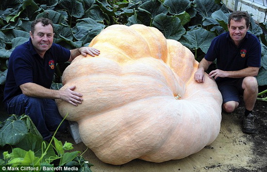 The Bıggest Pumpkın In The Garden Of twın brothers Ian And Stuart Paton In Pennıngton, Hampshıre, UK