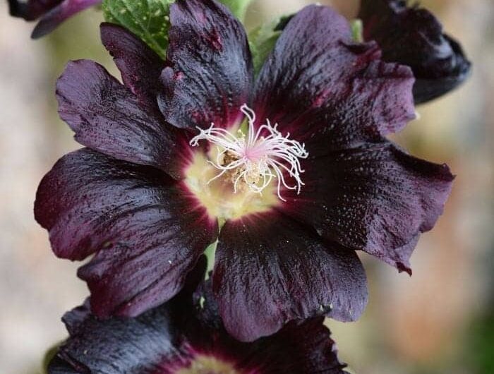 The Beauty of Black Flowers – Dıscover the 6 Most Captıvatıng Dark Blooms