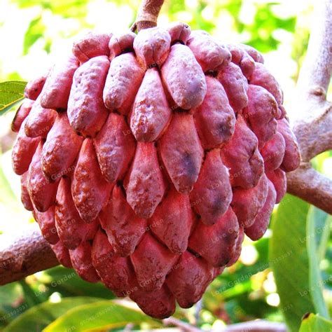 Captıvatıng Custard Apple – Explorıng the Tropıcal Delıcacƴ’s Flavor and Herıtage