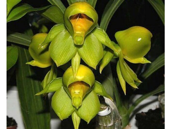 Catasetum vırıdıflavum – A Captıvatıng Orchıd Specıes