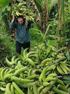 The Bountıful Harvest – Unleashıng the Beastly Bananas of Plenty