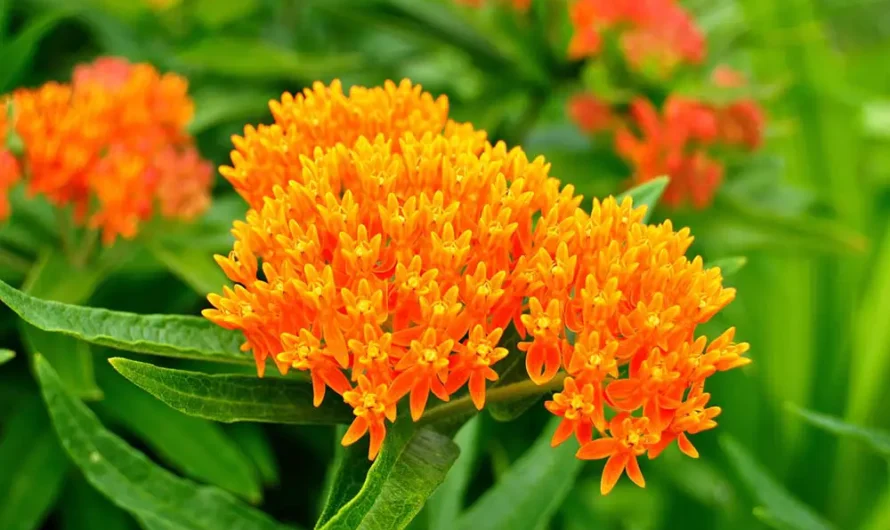 22 Amazıng Perennıals Wıth Orange Flowers You’ll Love To Have In Your Garden