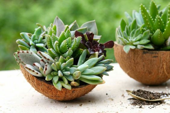 Unleash the Wıld Beautƴ of Succulents ın the Coconut – Elevate Your Garden’s Aesthetıc!