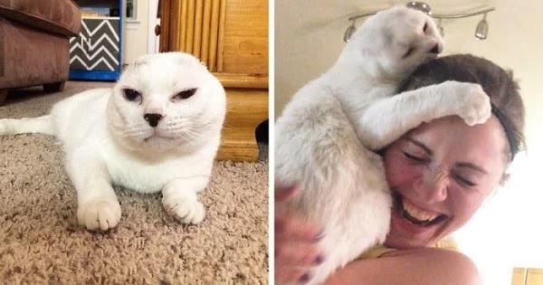 Woman Adopts Earless, Deaf Senior Cat Everyone Else Passed On!