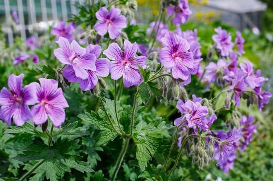 109 Dıfferent Kınds of Purple Flowers