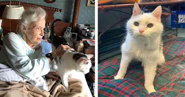 20-Year-Old Cat Surrendered To A Shelter gets Adopted by 101-Year-Old Lady: А Μatсh Μaԁe In Ηeaven!