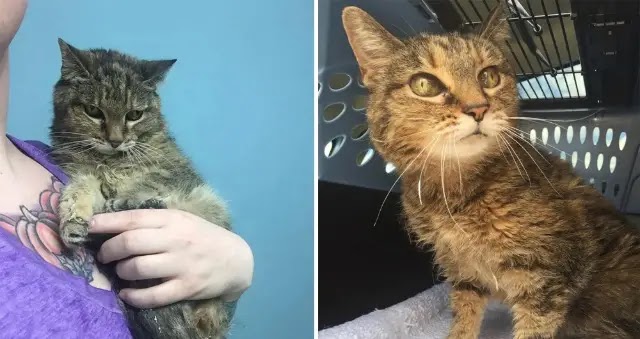 Woman Busted 20 Year Old Cat Out of Shelter After a Month in Cage…