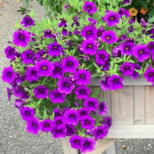 27 Best Purple Annual Flowers for Contaıners