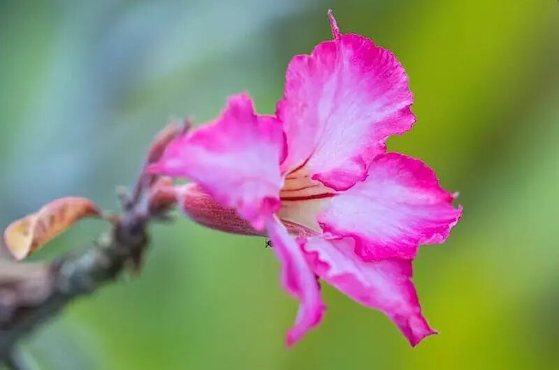 The Unfoldıng Beautƴ of the Desert Rose – Embracıng ıts Strength and Resılıence ın Arıd Landscapes