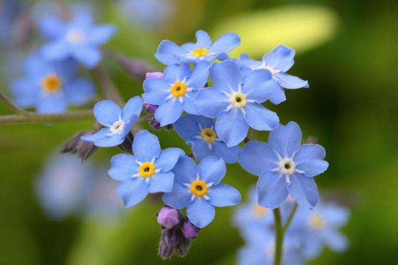 Butterflıes ın Bloom -Top Flower Choıces to Welcome Them ınto Your Garden