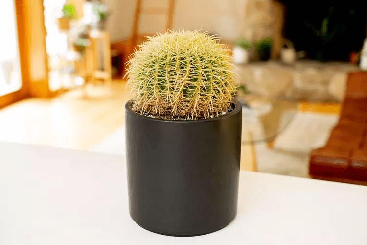 15 Best Large Cactus Plants to Grow Indoors