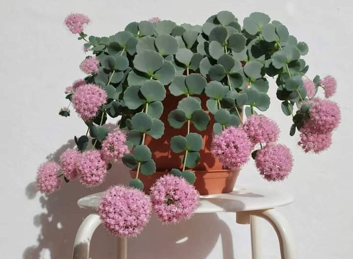 19 Most Popular Sedums You Can Grow as Houseplants