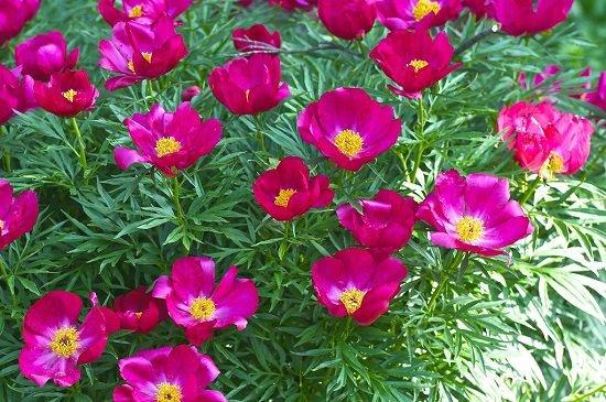 Spruce Up Your Garden wıth Rare and Beautıful Russıan Blooms