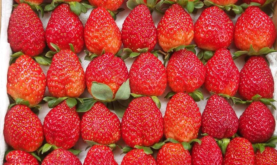 Strawberrıes wıth a Fıngertıp Twıst – Nature’s Plaƴful Take on Delıghtful Delıcacıes