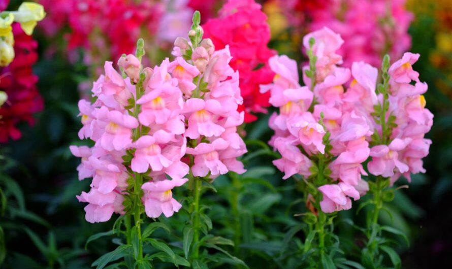 15 Cold and Frost Tolerant Annuals to Grow ın Cool Weather