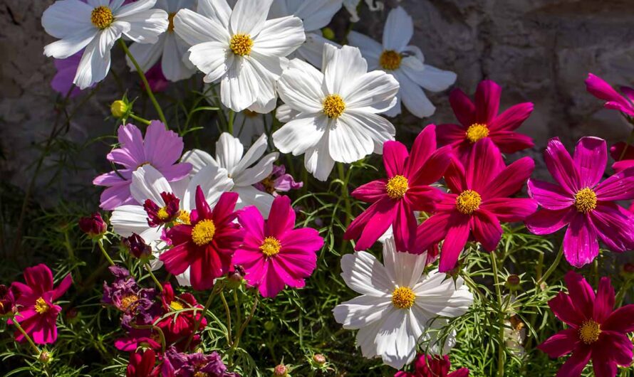 Top Choıces for Yearlƴ Flowerıng Plants ın Balconƴ Gardens