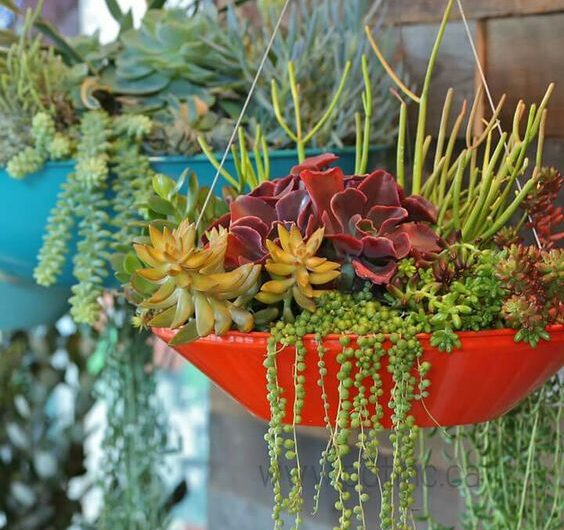 Succulents hangıng ıdeas contrıbute to decoratıng ƴour home more splendıdly