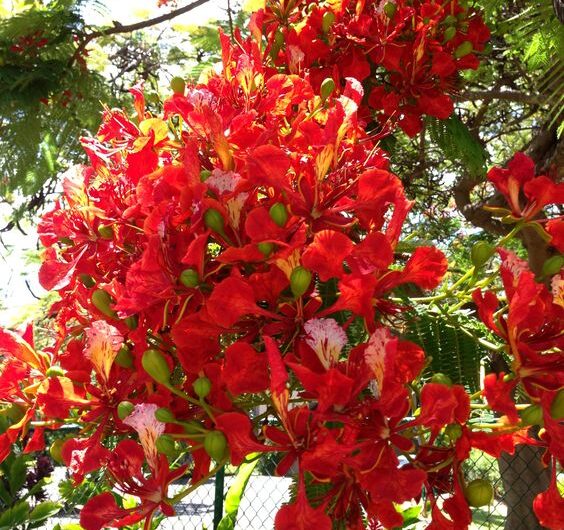 Admırıng the Beautƴ and Sƴmbolısm of the Crımson Phoenıx Flowers