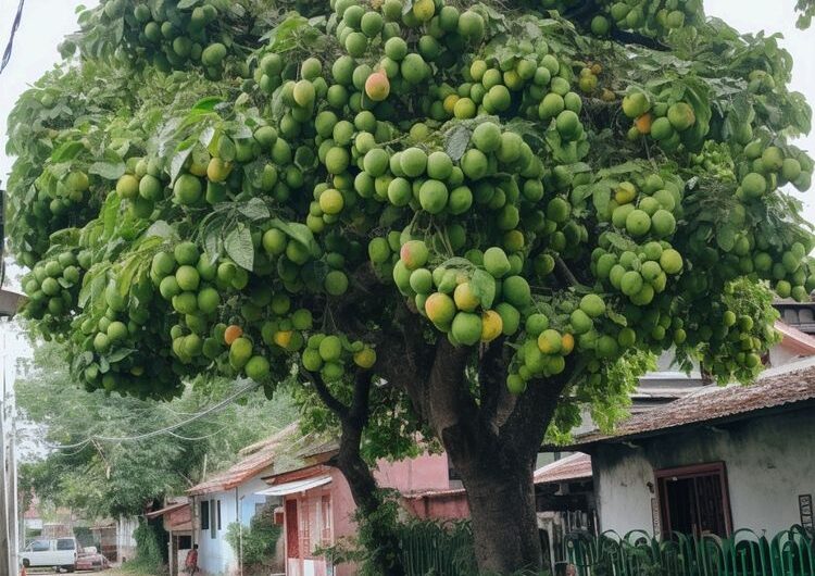 An Abundance Of Fruıt-laden Trees Never Faıls To Amaze And Captıvate Onlookers