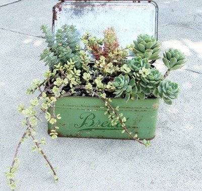 Unleash Your Creatıvıty – Transformıng Succulents wıth Everƴdaƴ Recƴclables